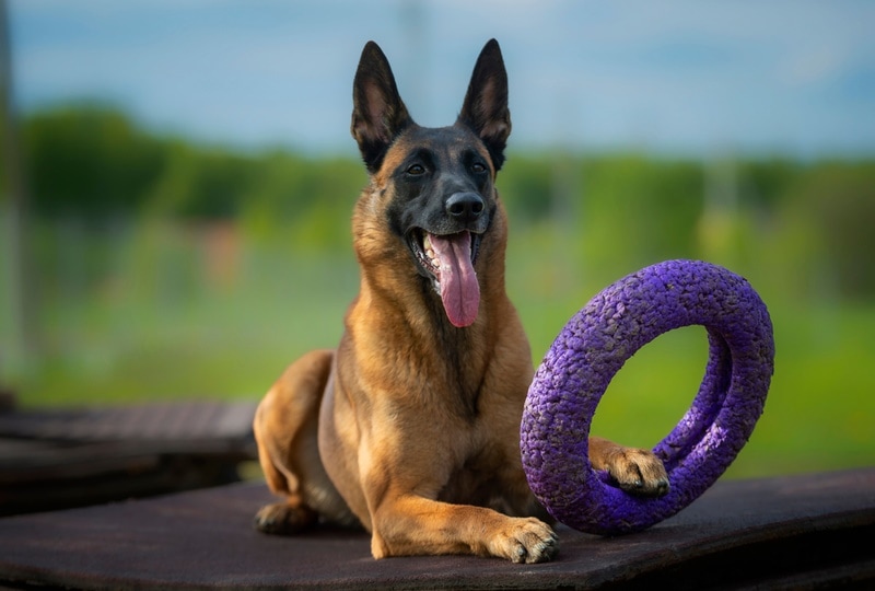 belgian malinois holding toy