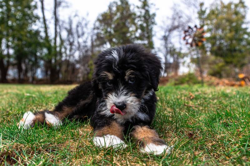 bernedoodle Puppy lying on the ground