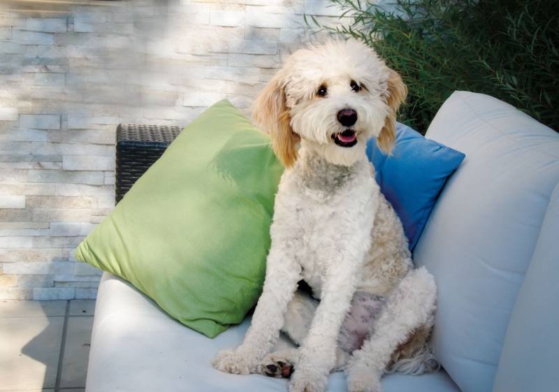 bernedoodle dog sitting on the couch
