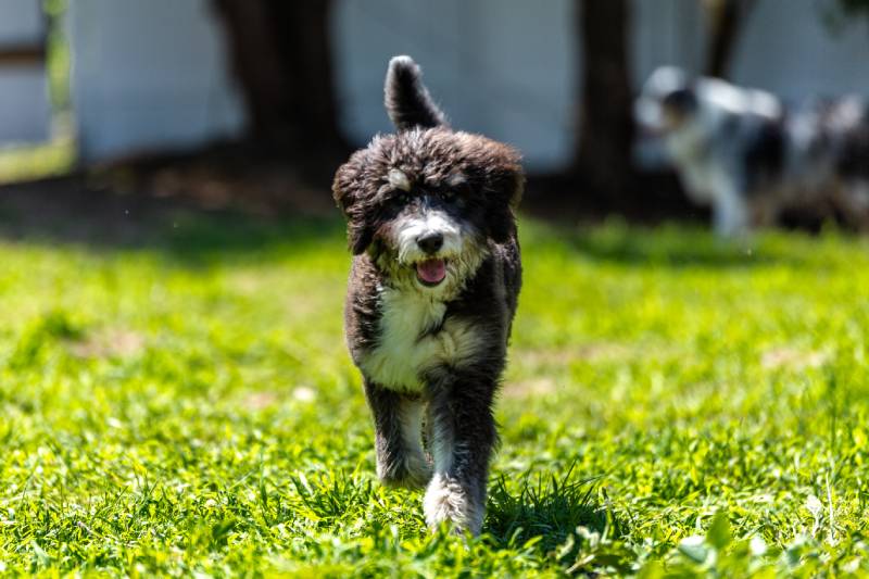 bernedoodle puppy running around outside