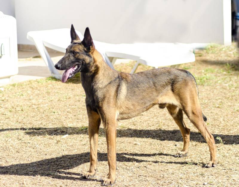 black and mahogany belgian shepherd dog standing on the lawn