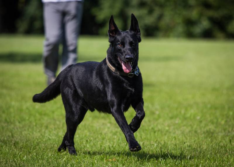 black belgian malinois dog