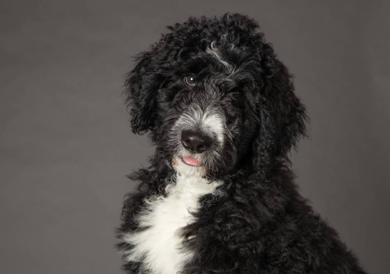 black bernedoodle puppy with curly fur