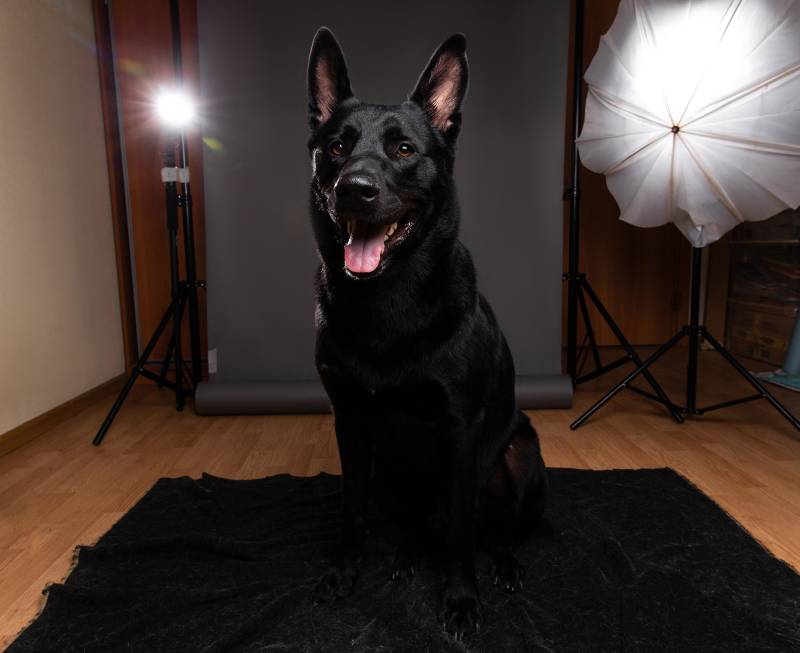 black dog sitting on floor and looking at camera while having photo session at home