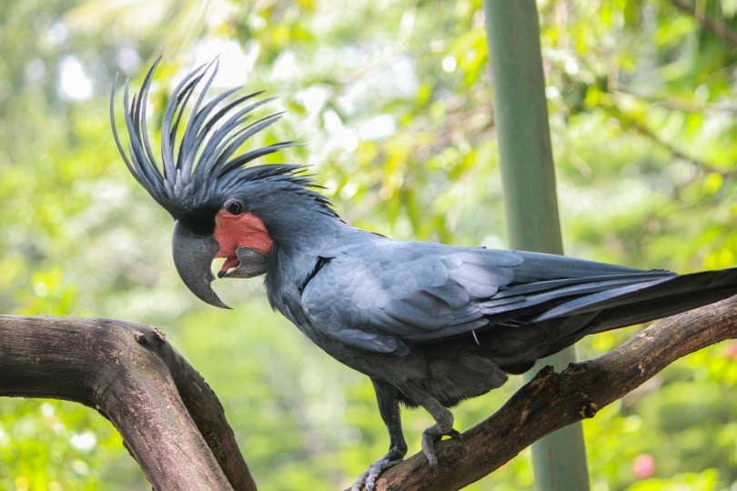 black palm cockatoo