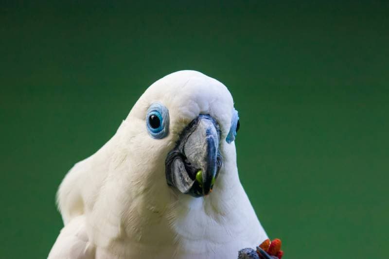 blue-eyed cockatoo