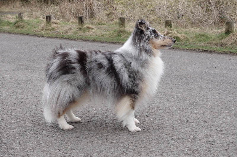 blue merle shetland sheepdog standing on a path