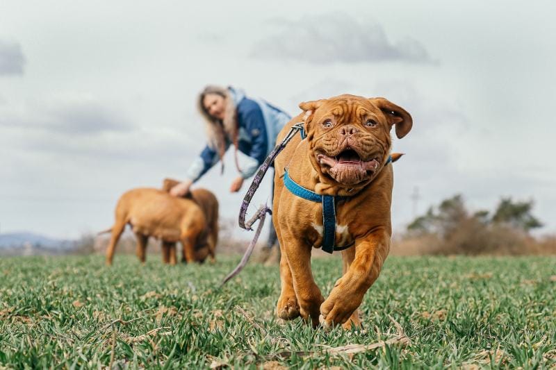 bordeaux mastiff running
