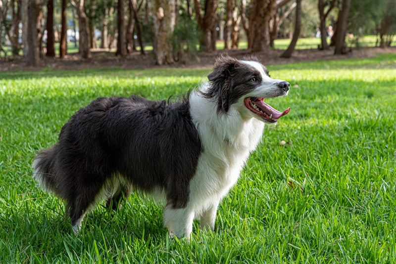 border collie dog standing outdoor