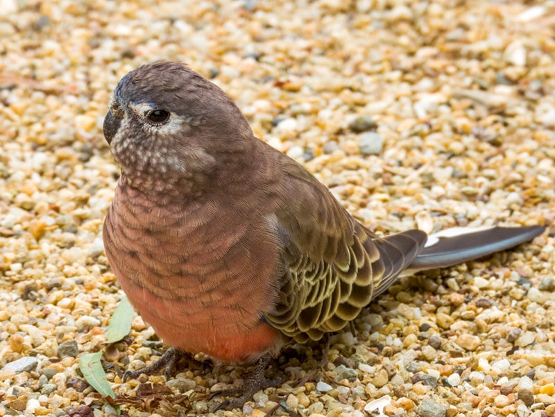 bourke’s parakeet bird on the ground