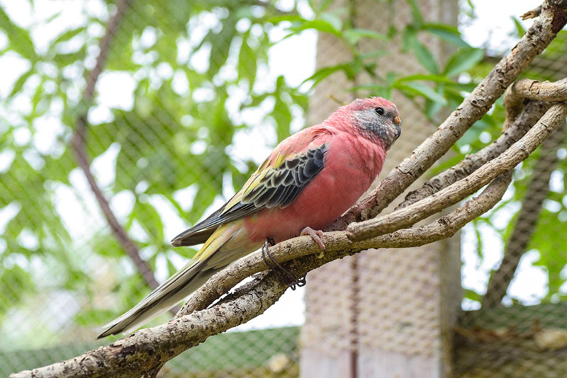 bourke’s parakeet bird perching on tree branch