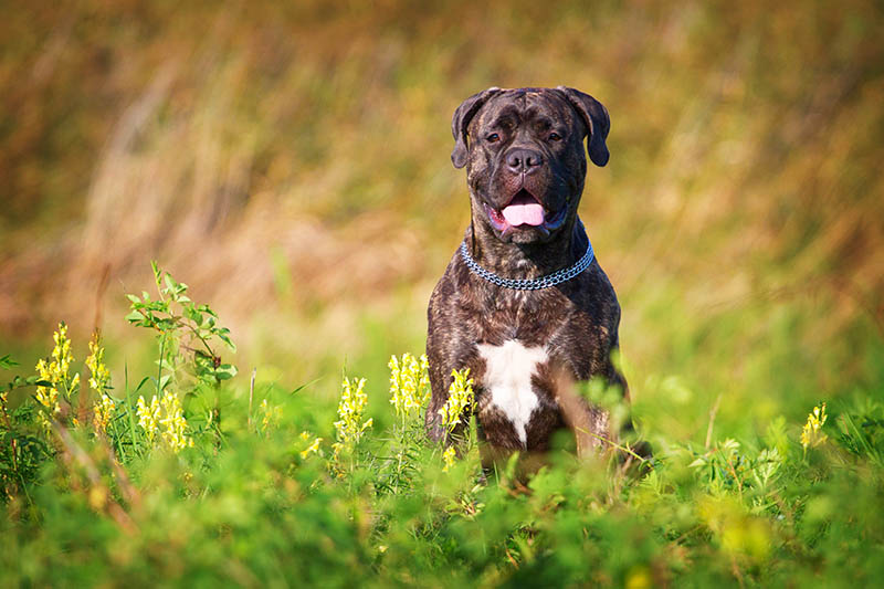 brindle bullmastiff with white marking