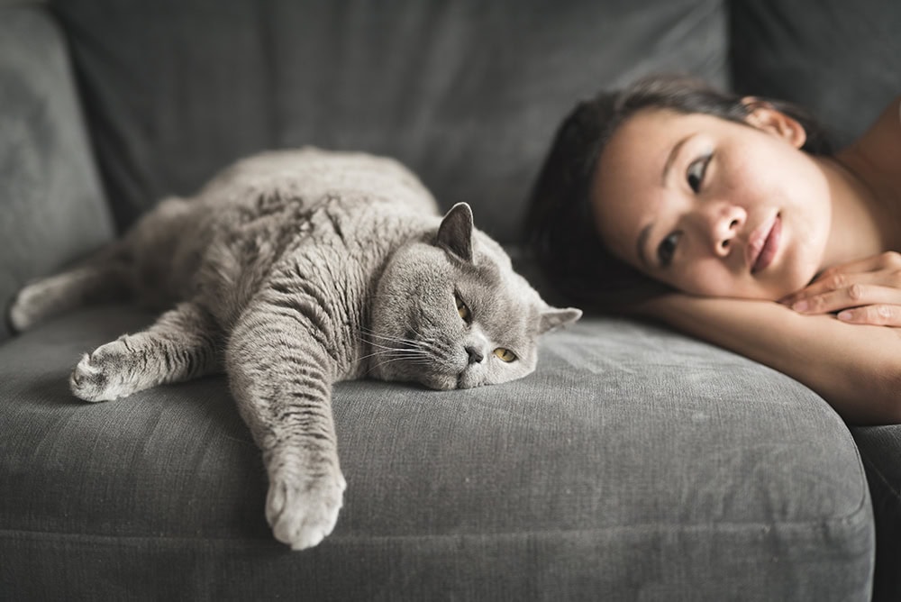 british shorthair cat lying beside a young woman in the sofa