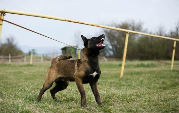 Gallery Detail: Do Belgian Malinois Bark A Lot Tips To Reduce Dog