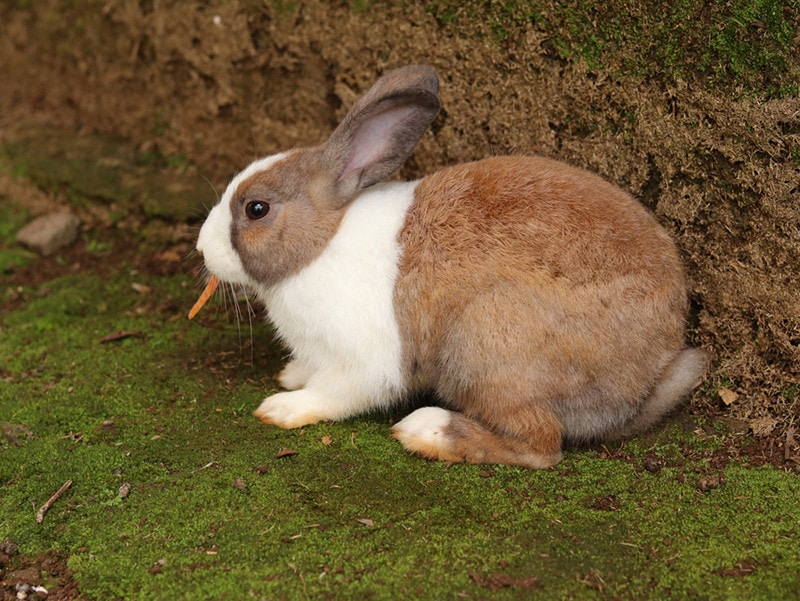 brown dutch rabbit eating carrots