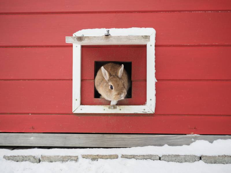 brown rabbit coming out of a red hutch into the snow