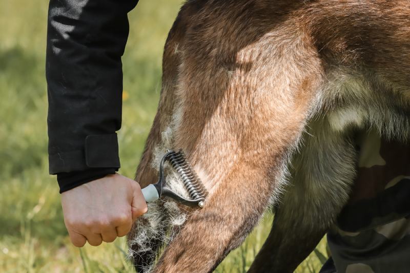 brushing the malinois belgian shepherd dog