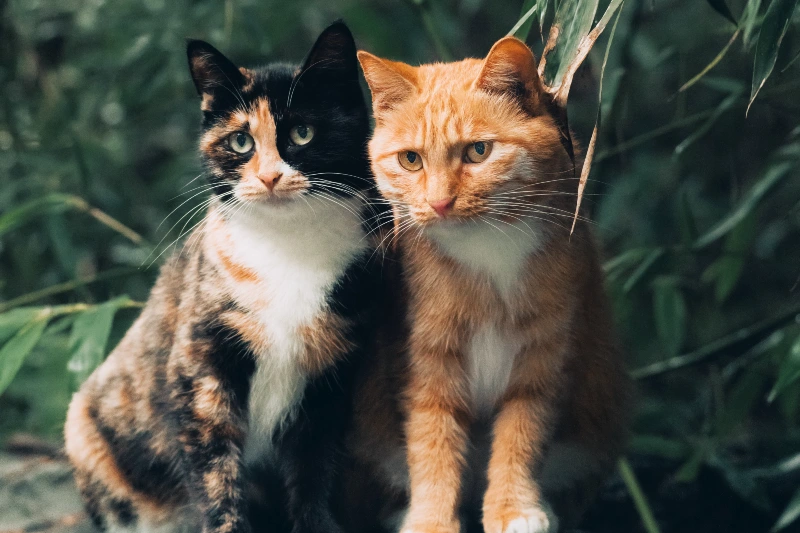 calico and orange tabby cat