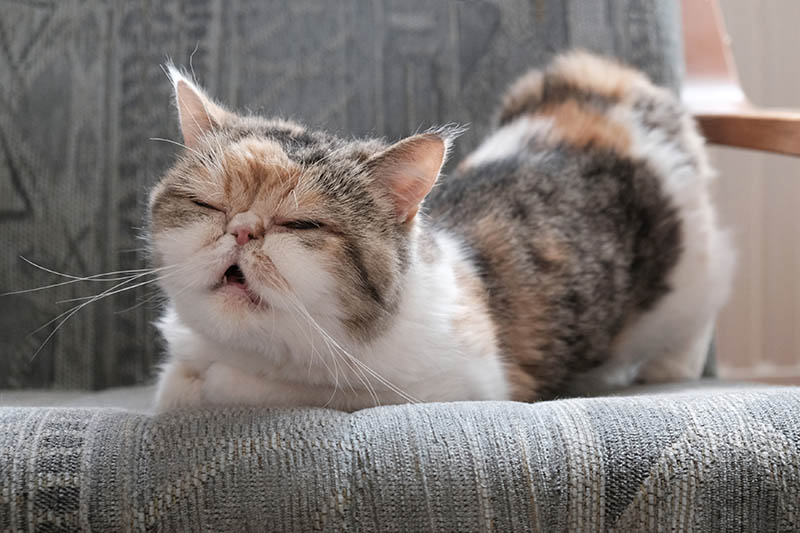 cat in heat bends in an arm chair,