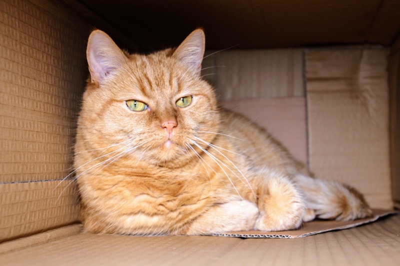 cat inside cardboard box