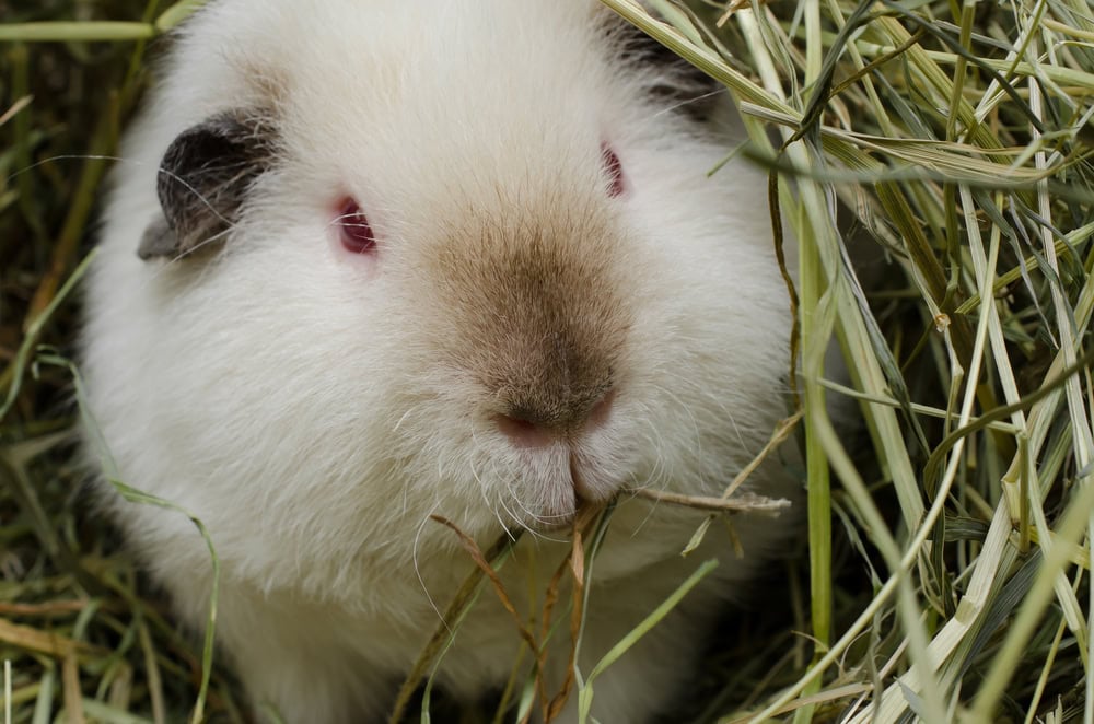 chewing-himalayan-guinea-pig