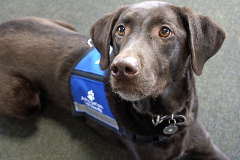chocolate labrador retriever service dog lying on the floor