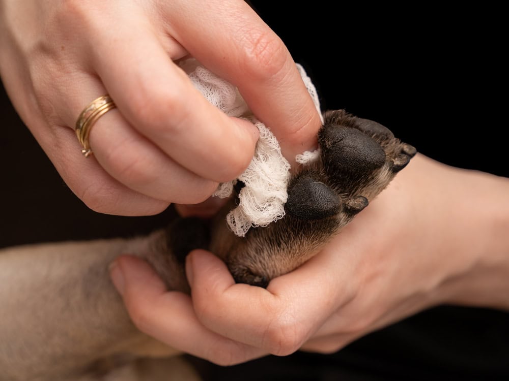 cleaning a dog's paw with a wipe