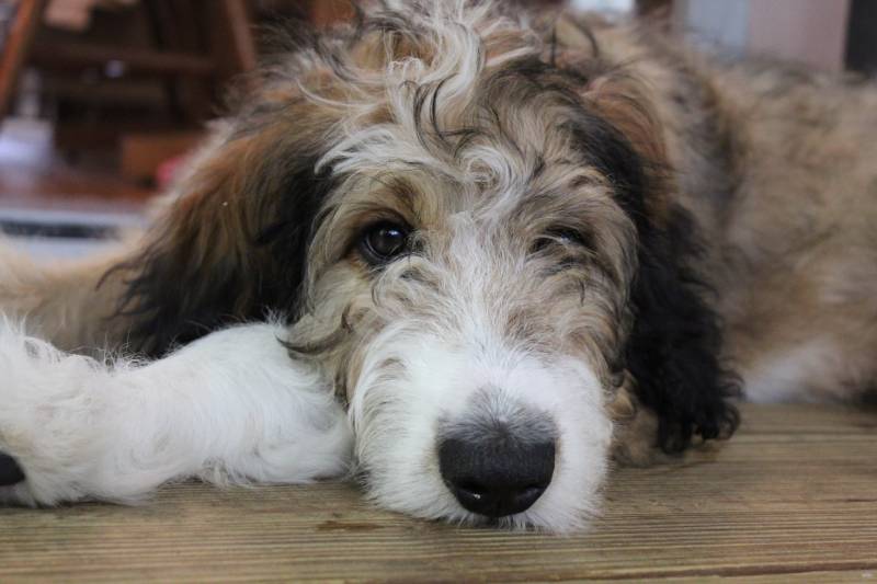 close Up of a super fluffy Bernedoodle puppy
