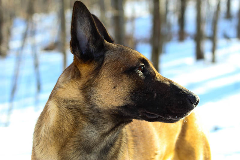 close up belgian malinois