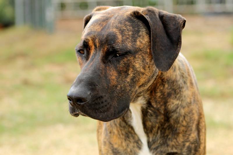close up of a brindle rhodesian ridgeback dog