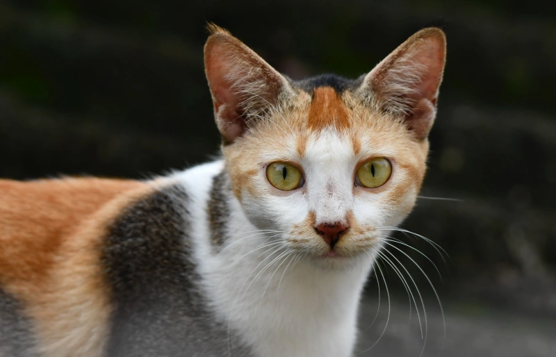 close up of a tricolor calico cat