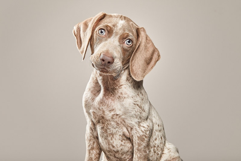 close up of piebald weimaraner puppy