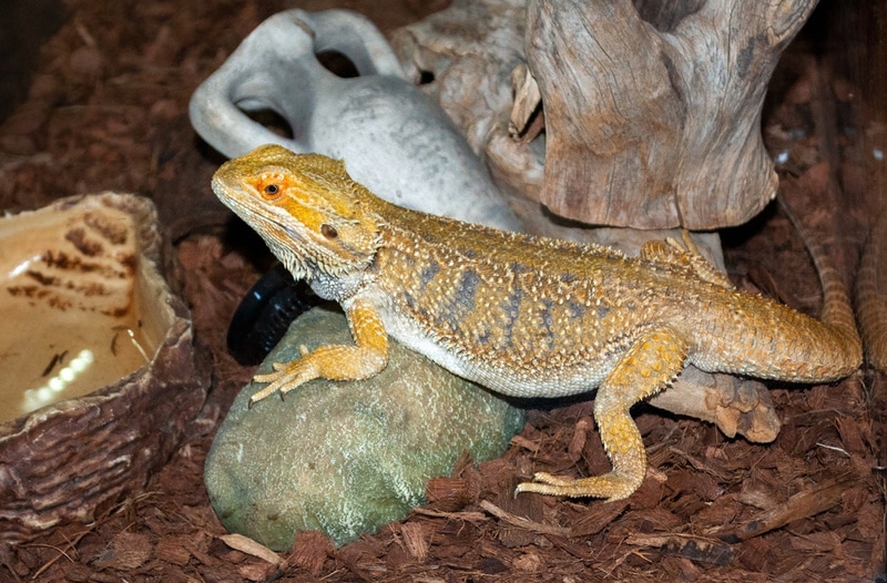 common bearded dragon