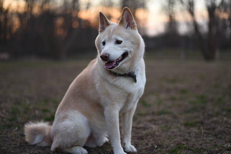 cream shiba inu at the dog park