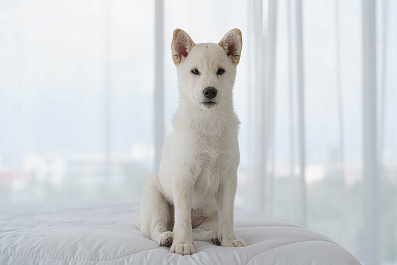 cream shiba inu sitting on the bed