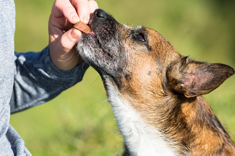 dog getting a supplement