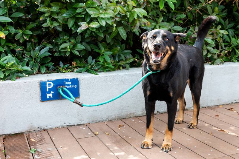 dog leashed at designated dog parking area of shopping mall