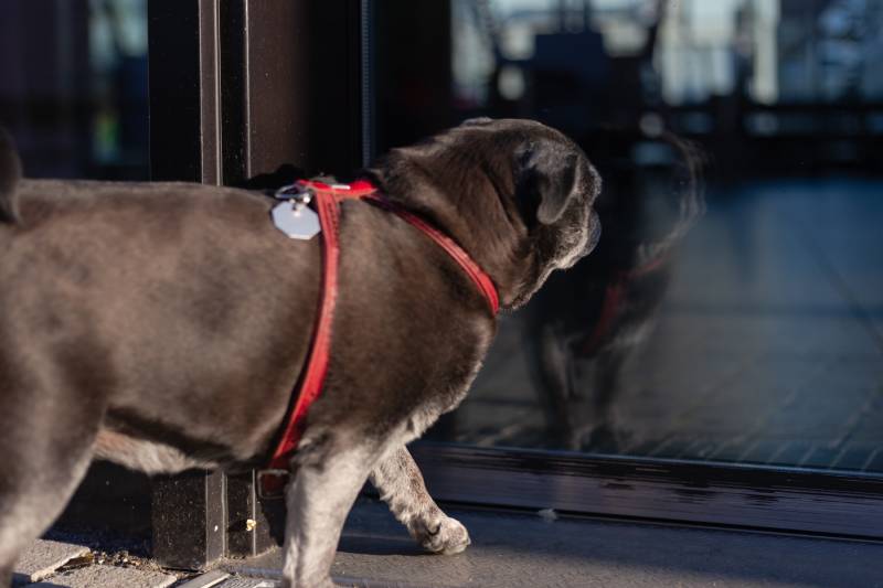 dog looking through the glass door