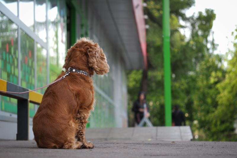 dog on a leash tied up outside a shop waiting for the owner