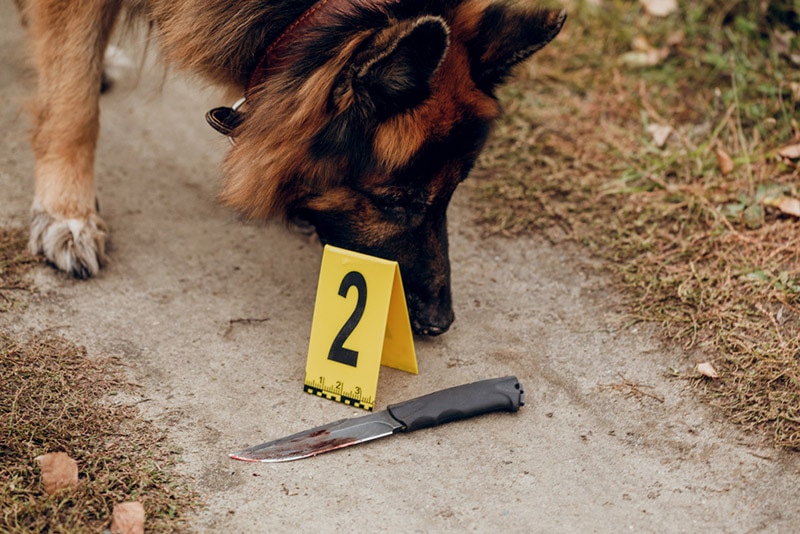 dog sniffing a crime evidence