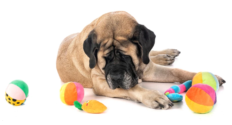 english mastiff with dog toys