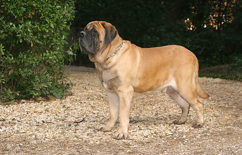 fawn mastiff outdoors