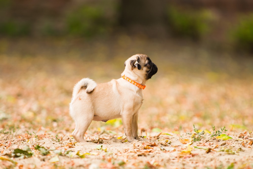 fawn pug runs in autumn 