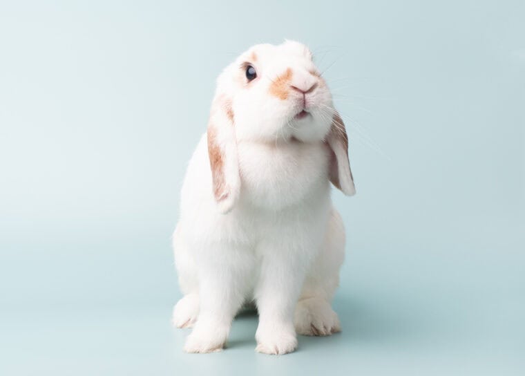 Is There a Difference Between a Bunny and a Rabbit? Facts & FAQ ...
