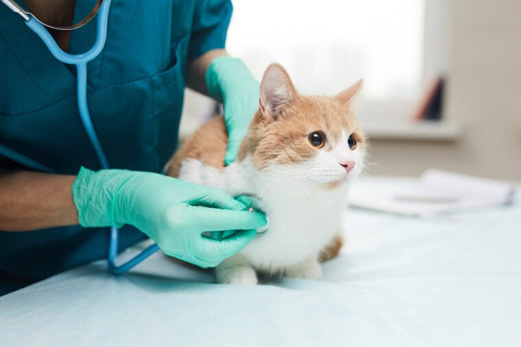Picture of What Is Cat Regurgitation? Vet-Approved Tips & Differences From ...