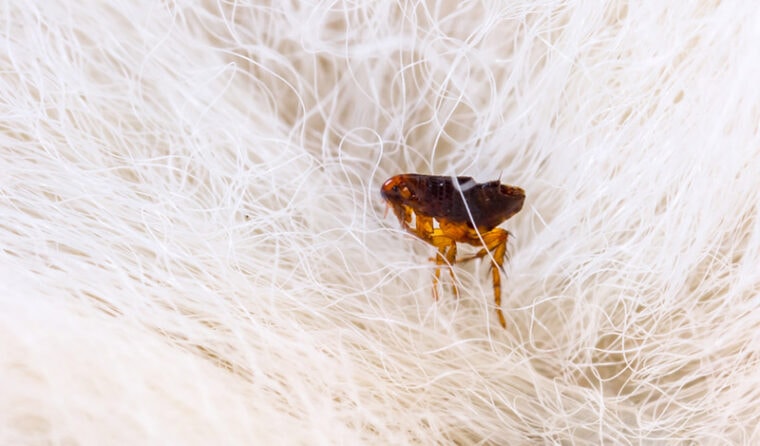 Does a Dryer Kill Fleas? Vet-Approved Facts & FAQ | Hepper Pet Resources