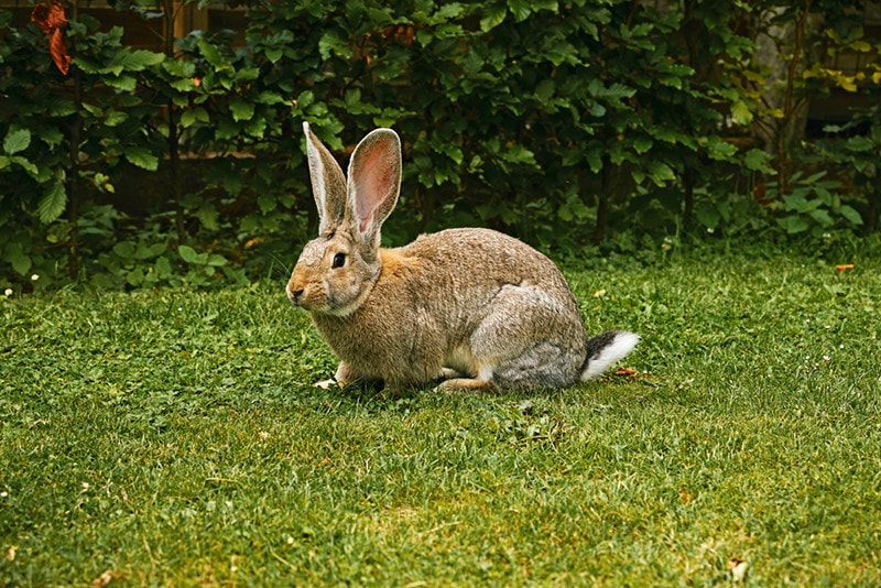 flemish giant rabbit in a private garden with lawn