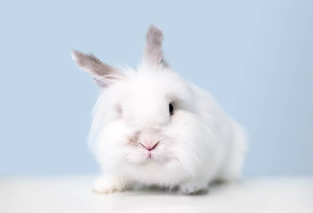 fluffy Jersey Wooly rabbit