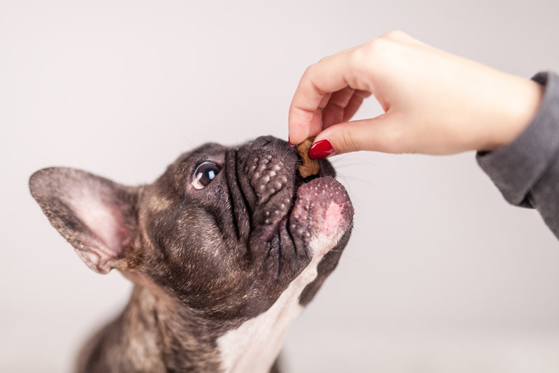 french bulldog getting a treat