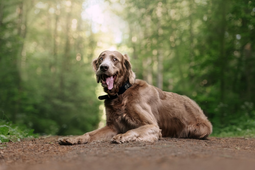 funny weimaraner dog lying down in the forest